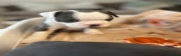 Boston Terrier dogs for sale: Stunning Bostons *1 BEAUTIFUL BOY REMAINING* - Advert 17