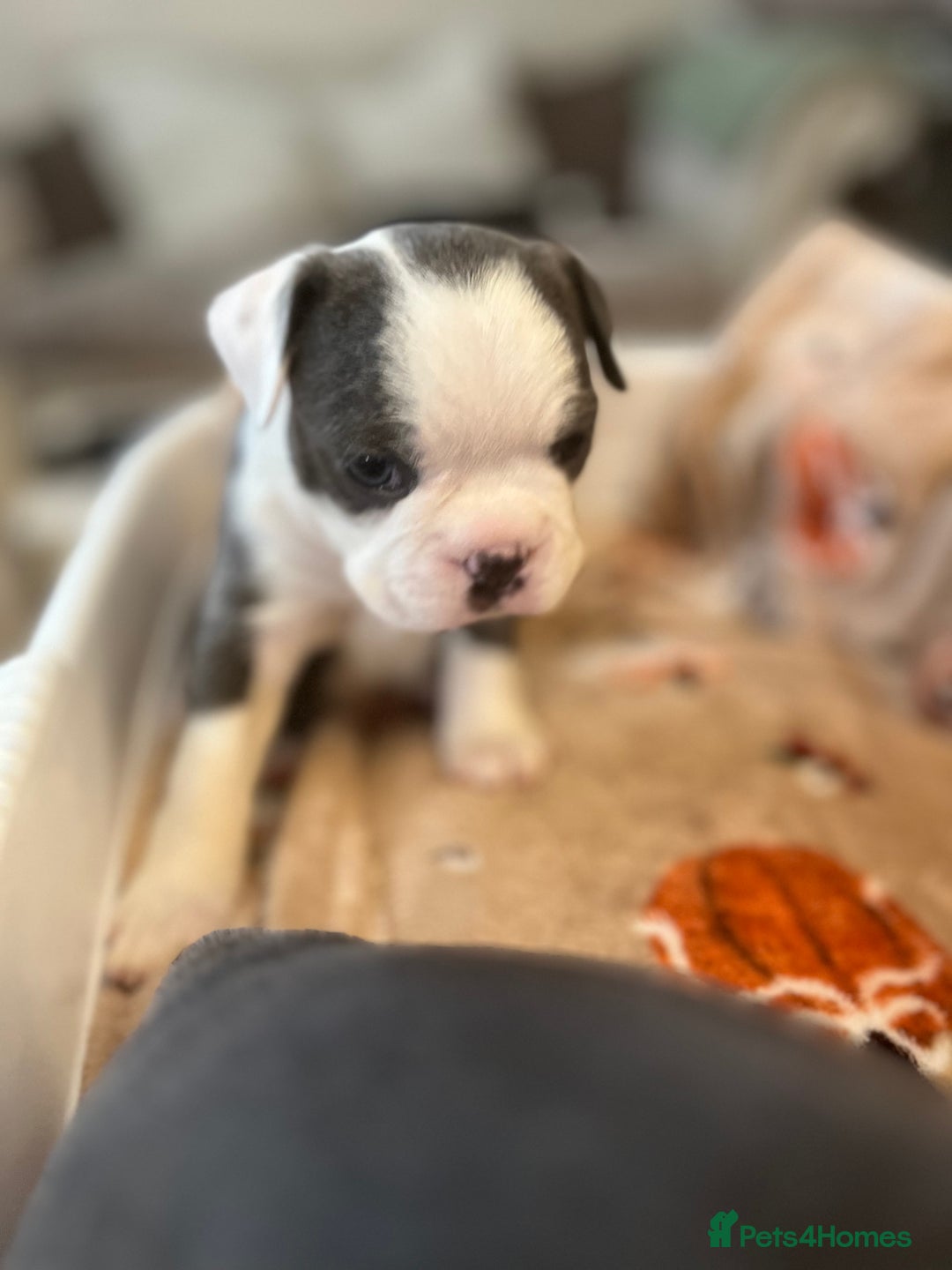 Boston Terrier dogs for sale: Stunning Bostons *1 BEAUTIFUL BOY REMAINING* - Advert 17