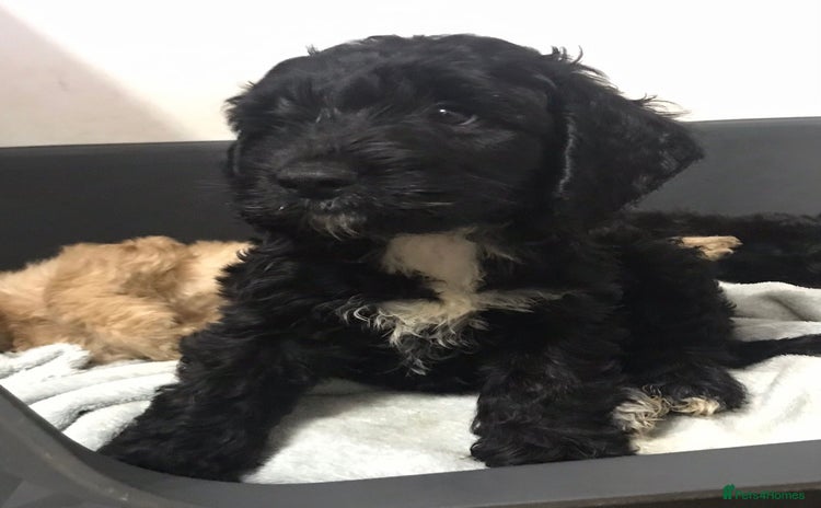 Cockapoo dogs Cockapoo - Advert 1