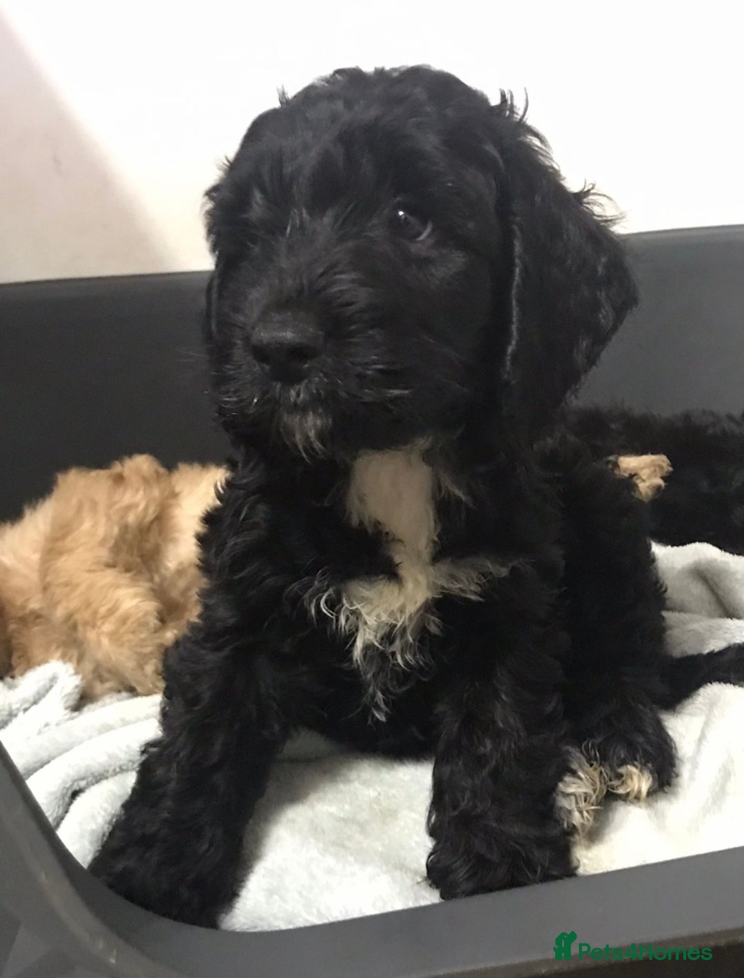 Cockapoo dogs for sale: Cockapoo - Advert 1