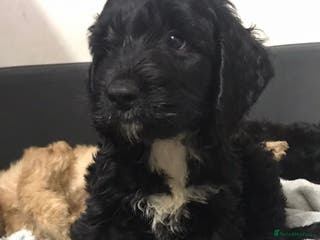 Cockapoo dogs Cockapoo - Advert 15
