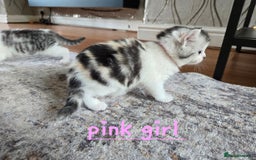 Mixed Breed cats for sale: Persian x kittens  - Image 15