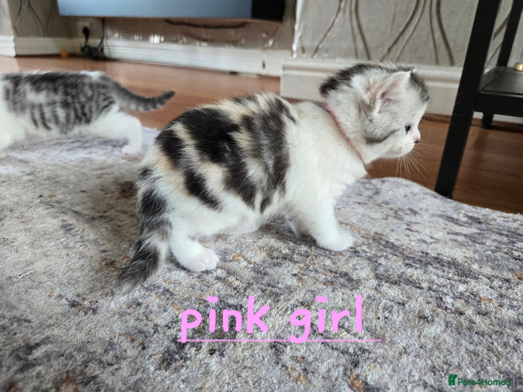 Mixed Breed cats for sale: Persian x kittens  - Image 15