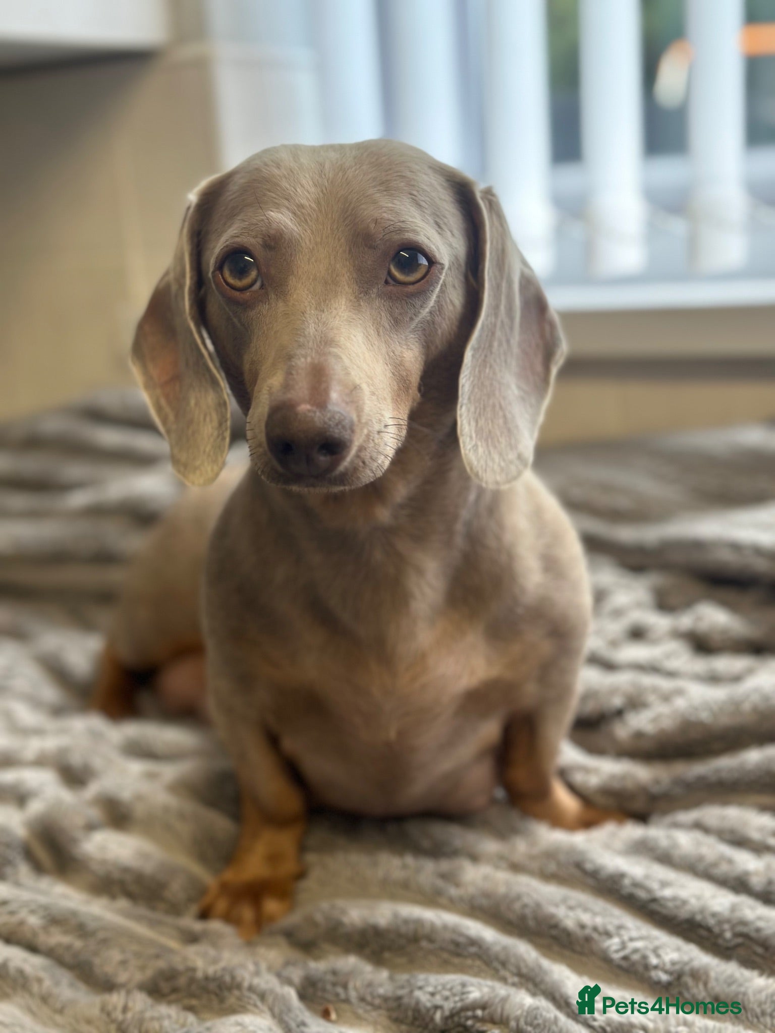 Dachshund dogs Isabella and tan miniature Dachshund Puppies  - Advert 2