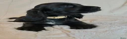 Cocker Spaniel dogs for sale: Health Tested KC Reg Showline Cocker Spaniel Pups - Advert 14