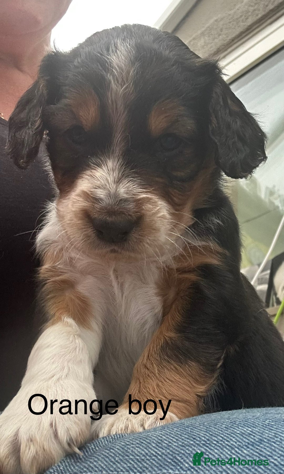 Mixed Breed dogs for sale: Border doodle - Image 30