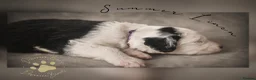 Old English Sheepdog dogs for sale: Fully health tested RKC Old English Sheepdog  - Advert 15