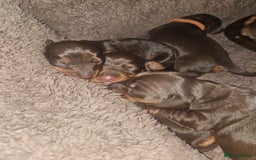Dachshund dogs for sale: 3/4 Dachsunds  - Image 1