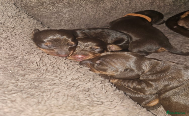Dachshund dogs - Advert 3