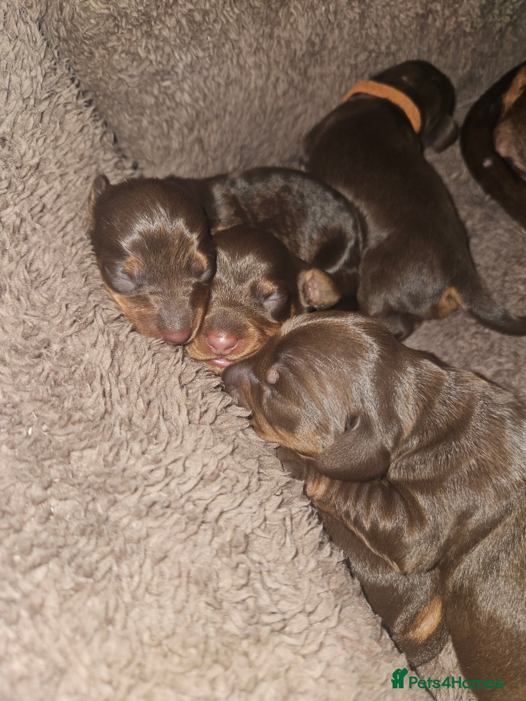 Dachshund dogs for sale: 3/4 Dachsunds  - Image 1