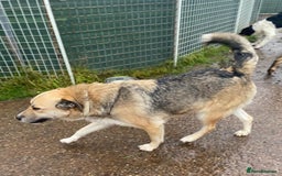 Mixed Breed dogs for adoption: CHLOE - a Lovely mix breed Girl, for a Loving Home - Image 11