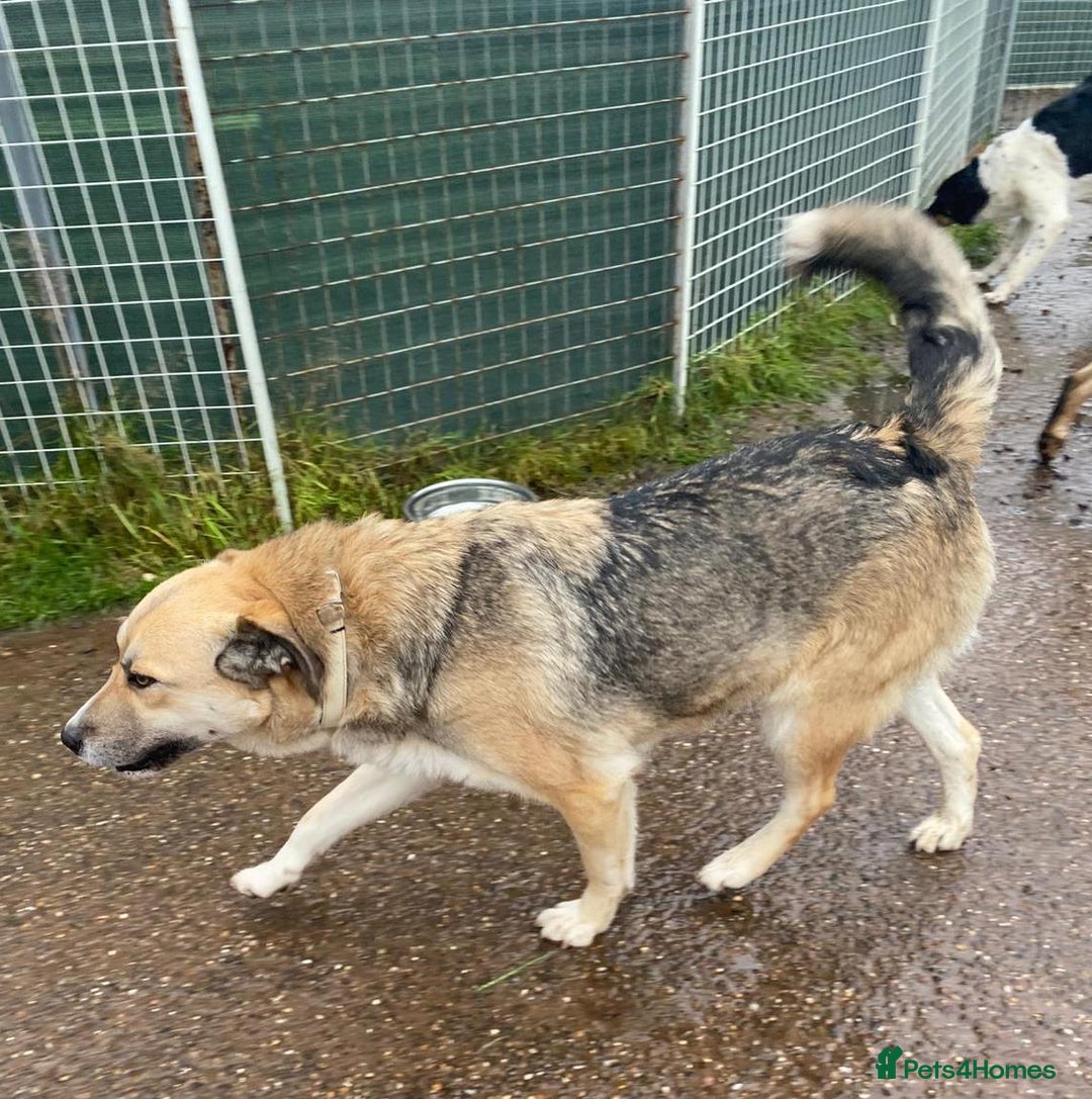 Mixed Breed dogs for adoption: CHLOE - a Lovely mix breed Girl, for a Loving Home - Image 11