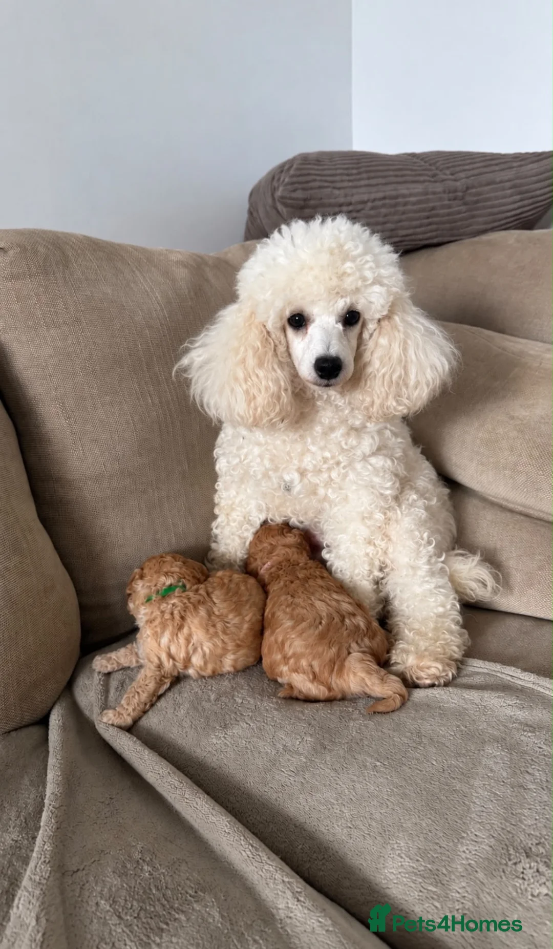 Toy Poodle dogs for sale: Apricot  Toy Poodle Girls in Hemel Hempstead - Advert 1