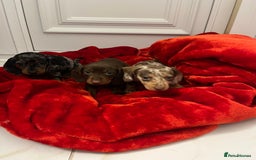 Dachshund dogs for sale: Dachshund  puppies  - Advert 9