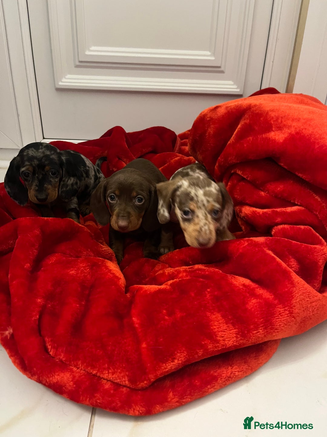 Dachshund dogs for sale: Dachshund  puppies  - Advert 9