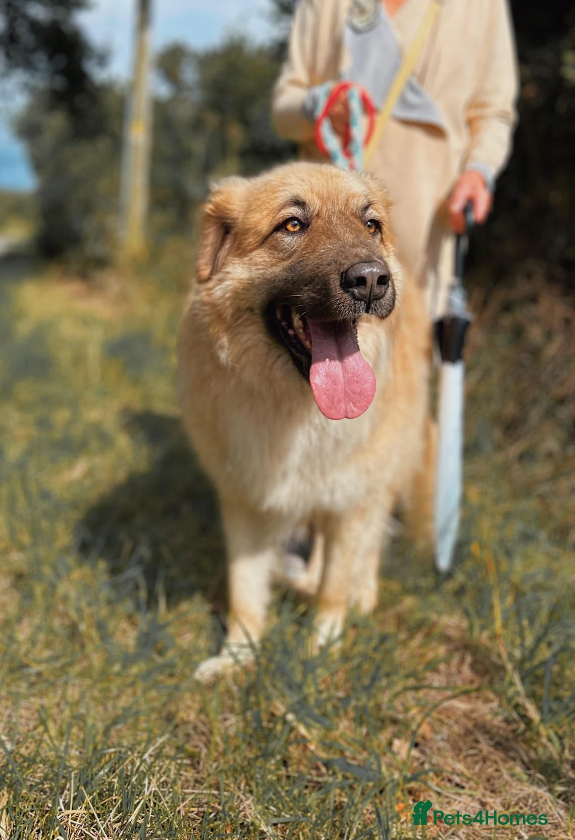 Mixed Breed dogs PAUL  in Ashbourne - Advert 15