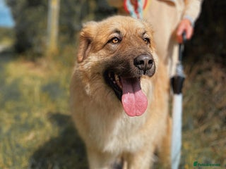 Mixed Breed dogs in Ashbourne - Advert 6