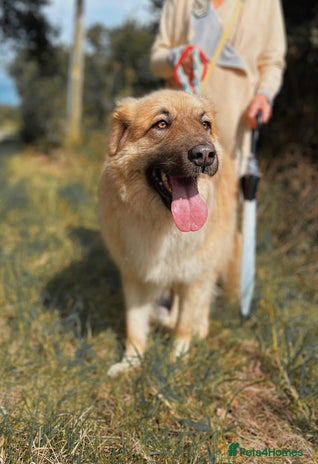 Mixed Breed dogs PAUL in Ashbourne - Advert 18