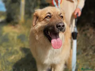 Mixed Breed dogs PAUL in Ashbourne - Advert 6