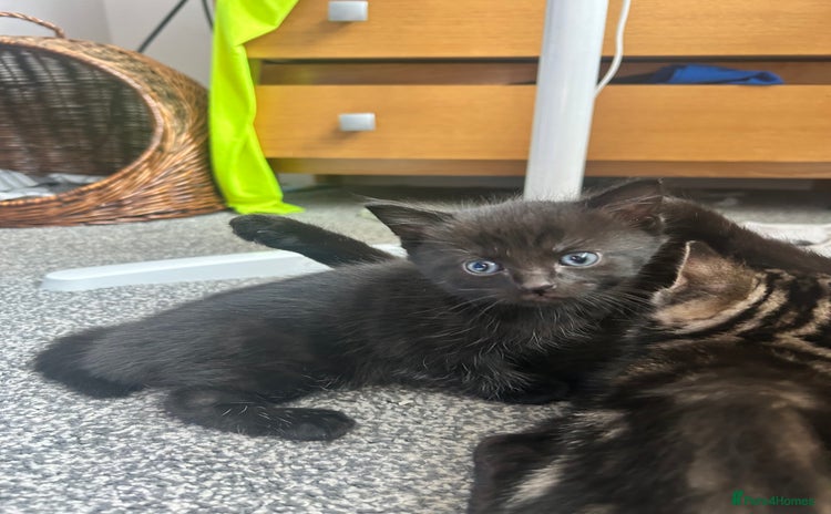Mixed Breed cats - Advert 16