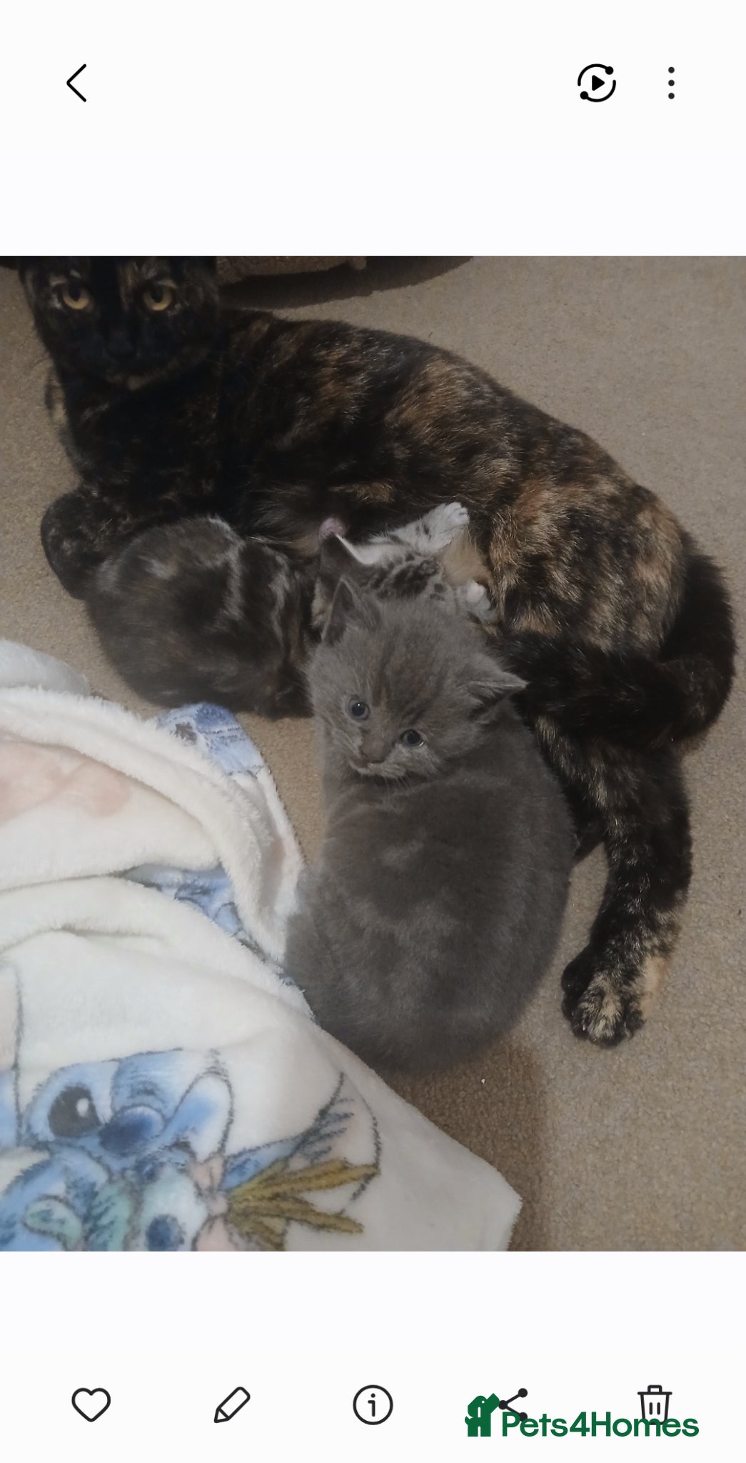 British Shorthair cats British shorthair kittens (polydactyl boy) - Advert 9