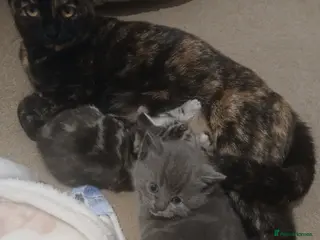 British Shorthair cats British shorthair kittens (polydactyl boy) - Advert 9