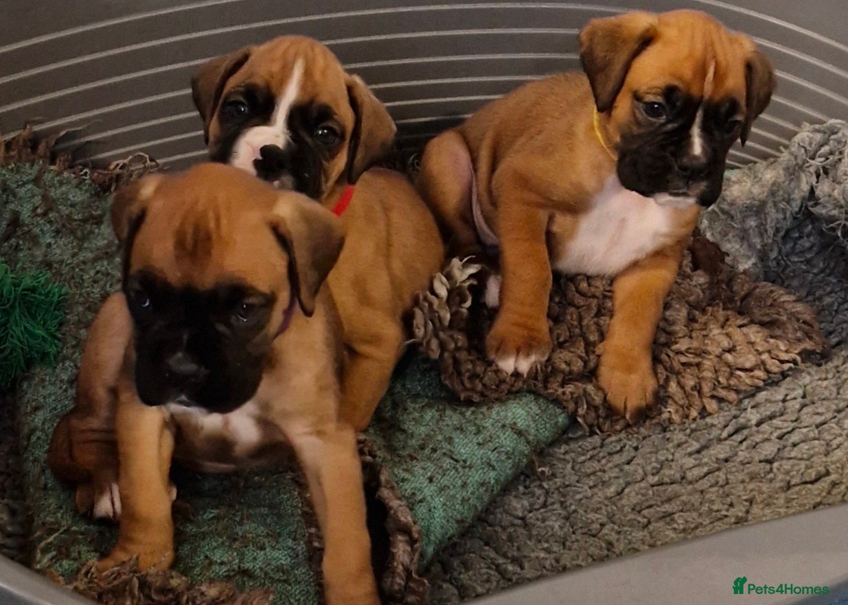 Boxer dogs STUNNING GORGEOUS KC PUPPIES  - Advert 5