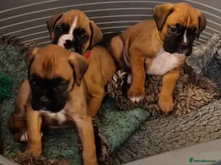 Boxer dogs STUNNING GORGEOUS KC PUPPIES - Advert 5