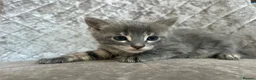 Bengal cats for sale: Gorgeous litter of TICA registered bengal kittens  - Advert 13