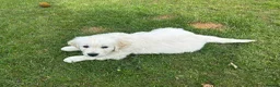 Golden Retriever dogs for sale: KC Golden Retriever Male Puppy 8 weeks old - Advert 6