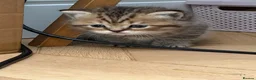 British Shorthair cats for sale: 4 x British Shorthair Kittens - Advert 16