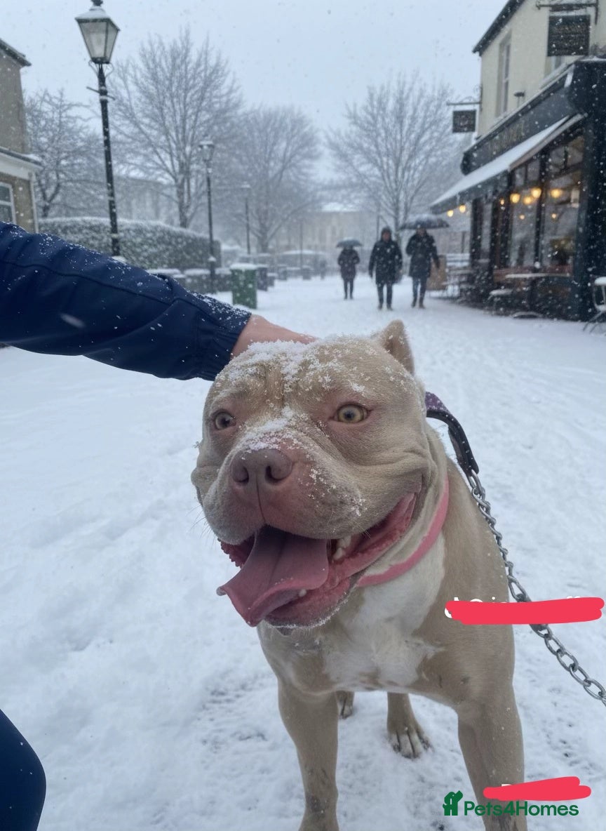 Mixed Breed dogs 🧬Bull herders🧬 - Advert 2