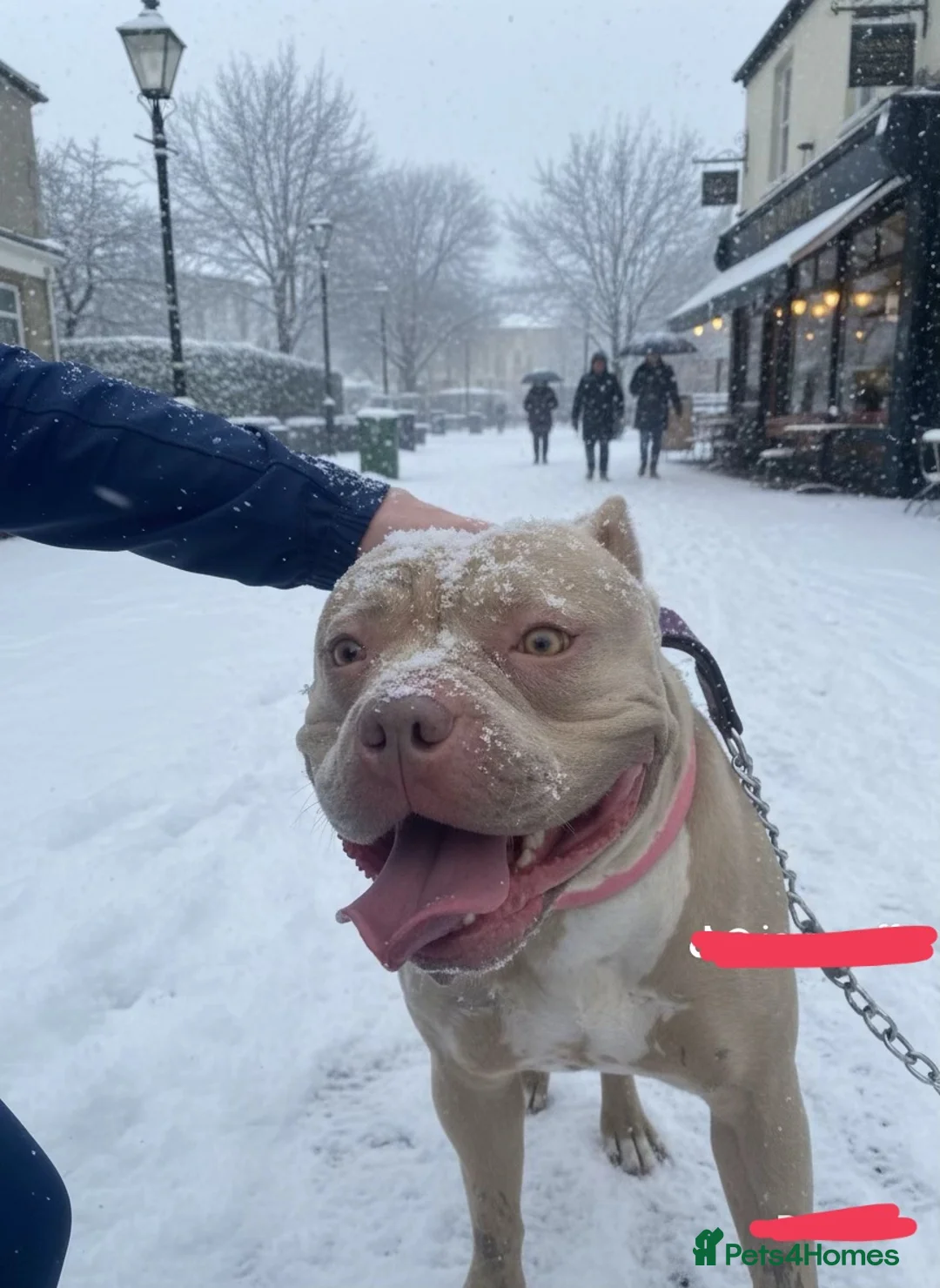 Mixed Breed dogs for sale: 🧬Bull herders🧬 - Advert 2