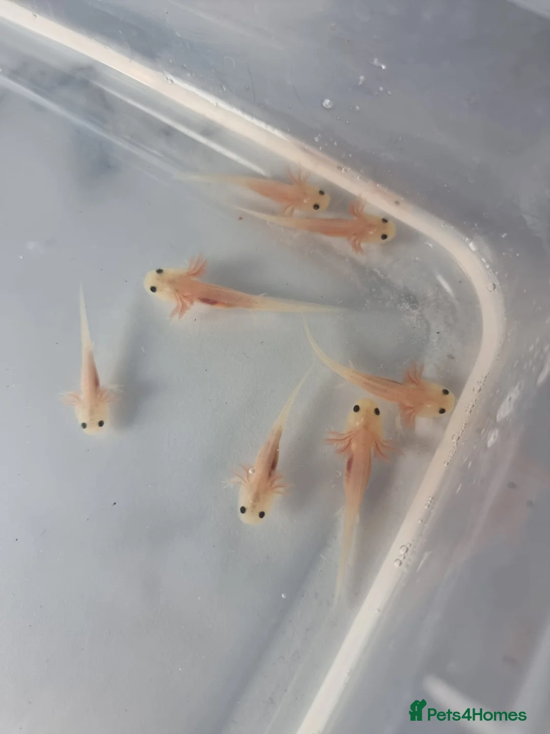 Axolotl reptiles for sale: Leucistic Axolotl Babies – Home Bred – Ready Soon - Advert 1