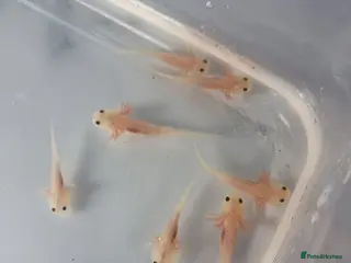 Axolotl reptiles Leucistic Axolotl Babies – Home Bred – Ready Soon - Advert 1