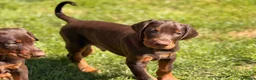 Dobermann dogs for stud: KC reg health tested Stud carries brown and dilute in Stockton-on-Tees - Advert 6