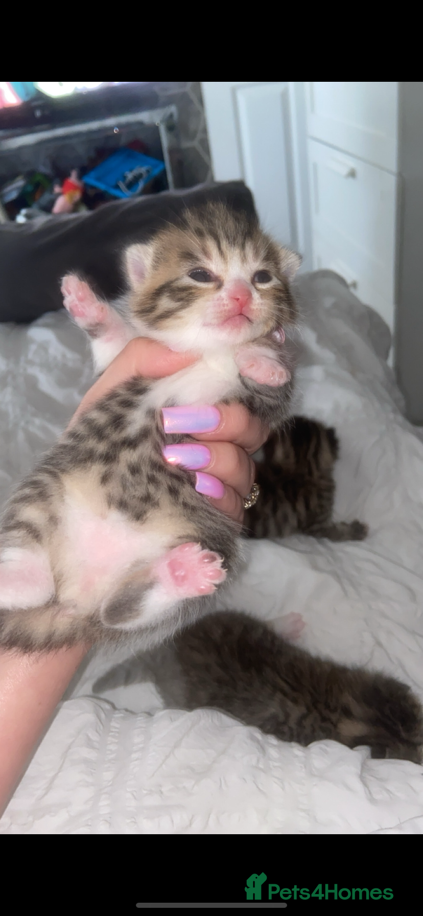 Mixed Breed cats 2 beautiful mixed Bengal/British shorthair  babies - Advert 6