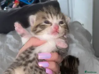 Mixed Breed cats 2 beautiful mixed Bengal/British shorthair babies - Advert 3