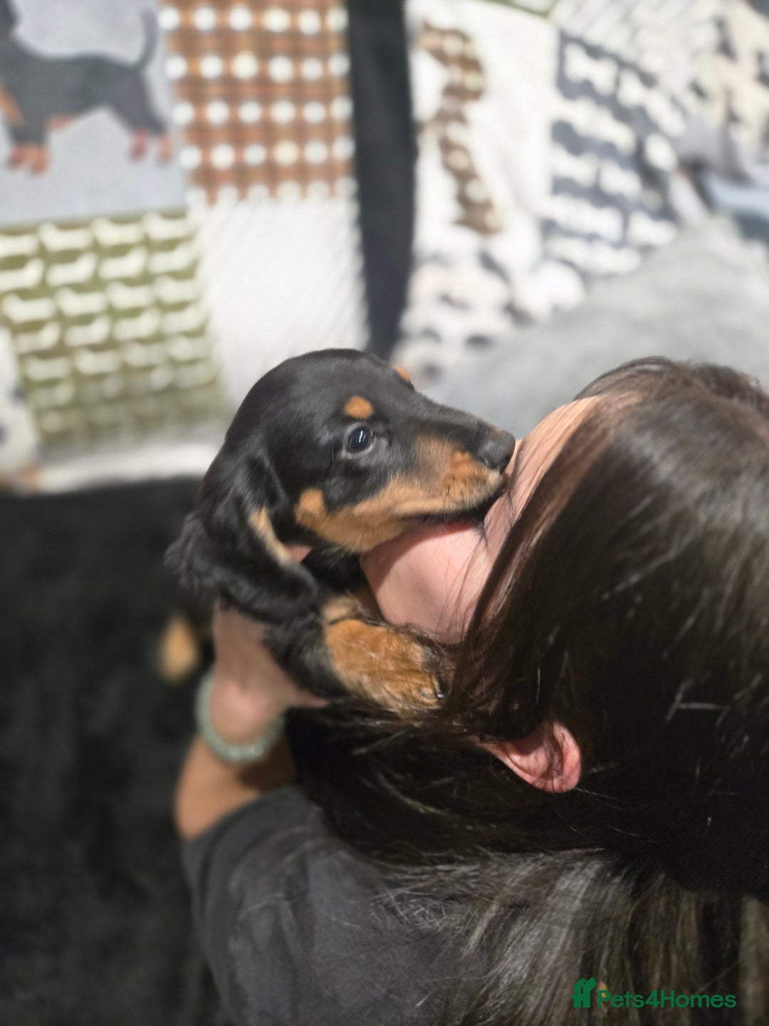 Miniature Dachshund dogs for sale: ❤️miniature dachshund puppy❤️ - Advert 8