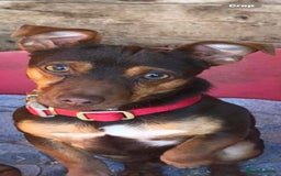 Mixed Breed dogs for sale: Adorable Chihuahua x Jack Russell Pups – 3 M, 1 F - Image 5
