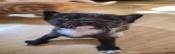 Mixed Breed cats for sale: Beautiful kittens  - Advert 5