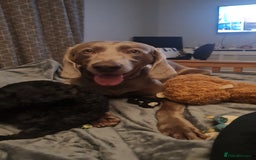 Weimaraner dogs for sale: Forever home wanted - Image 2