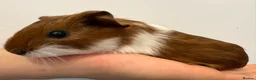 Guinea Pig rodents for sale: Baby Guinea Pigs for Sale – £40 per Pair 🐹 - Advert 13