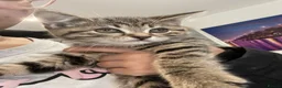 Bengal cats for sale: Bengal /British shorthair mix 🥰 - Advert 6