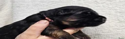 German Shepherd dogs for sale: KC, DM clear, health tested, German Shepherds  - Advert 26