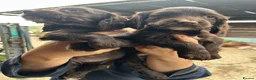 Sprocker dogs for sale: Sprocker Pups  - Advert 4