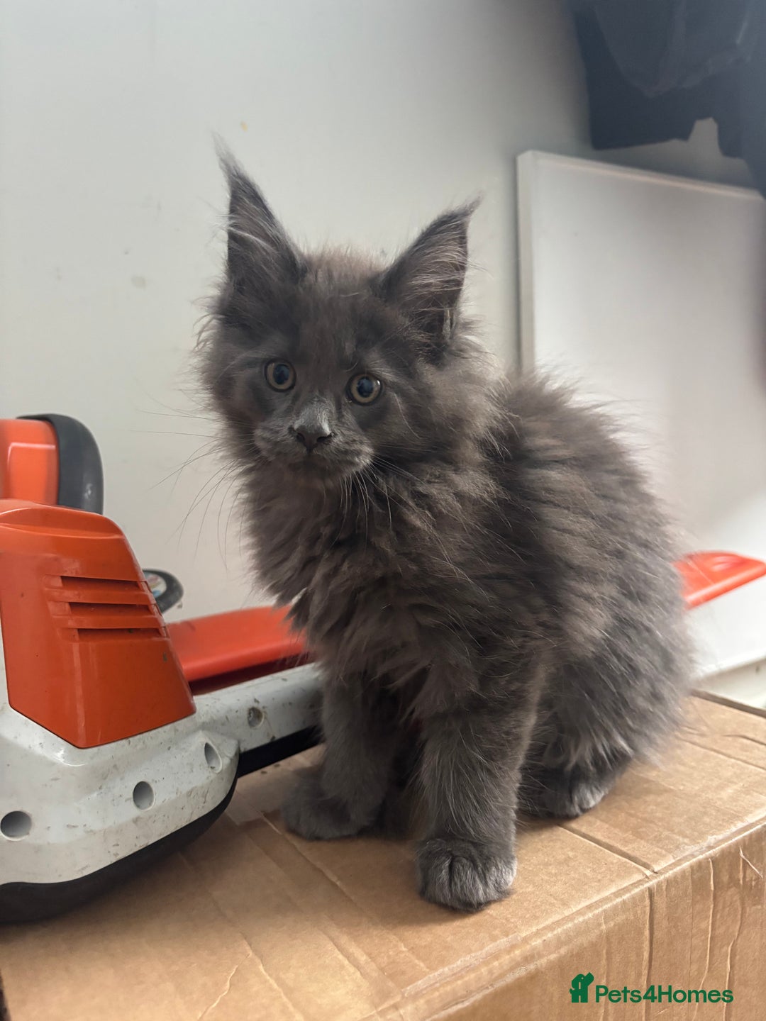 Maine Coon cats for sale: Stunning Maine Coon Kittens  - Image 16