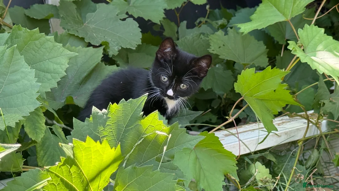 Mixed Breed cats for sale: Kittens - Advert 2