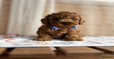 Toy Poodle dogs - Advert 16