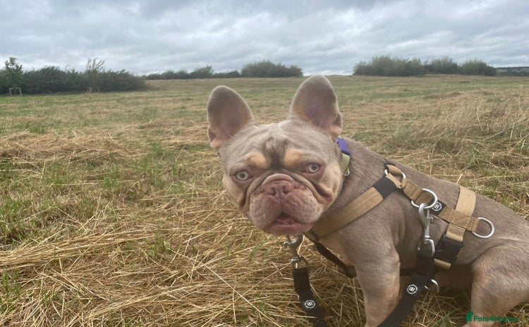 French Bulldog dogs - Advert 1